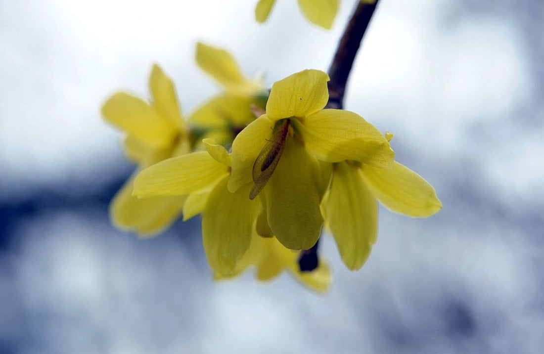 Berberine - Health Benefits, Dosage and Side Effects