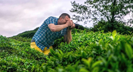 How Much Green Tea Extract Should You Take?